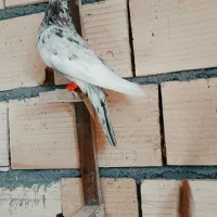 کله سیاه و شهری کاکول|پرنده|شیراز, شهرک گلها|دیوار