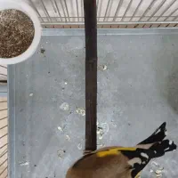 سهره دورگ داغسر رنگ کرم|پرنده|تهران, مشیریه|دیوار