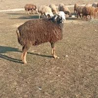 دامازدخ|حیوانات مزرعه|انگوت, |دیوار