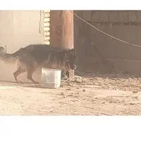 گمشده