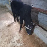 گاو نر|حیوانات مزرعه|رشت, کوی مهر|دیوار