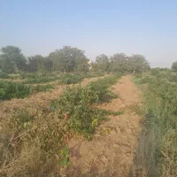 ۶۵۰ متر باغ انگور تاکستان|فروش دفتر صنعتی، کشاورزی، تجاری|کرج, حصار|دیوار