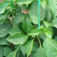 سلام نیازمند 50میلیون وام غیربانکی هستم