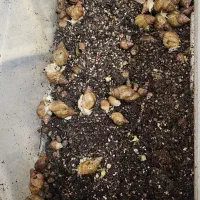 حلزون کلاژن ساز آچاتینو آلبینو|خزنده|شیراز, طلاب|دیوار