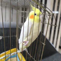 عروس هلندی نر سخنگو لوتینو دستی و رام