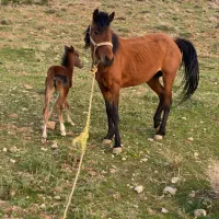 مادیون جوان