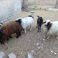 بره نر