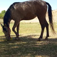اسب مادیان کورد