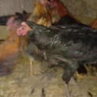 جوجه 5 ماهه|حیوانات مزرعه|رودشت (اصفهان), |دیوار