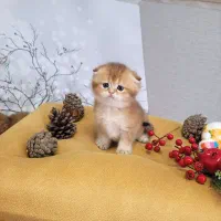 گربه گلد اصیل