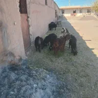 فروش بزغاله وبره|حیوانات مزرعه|تاکستان, |دیوار