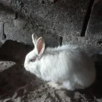 خرگوش با بچه