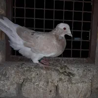 کبوتر|پرنده|گنبد کاووس, |دیوار