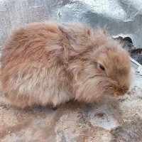 خرگوش لوپ ومعمولی