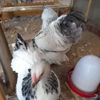 مرغ و خروس برهما اصل