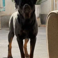 کشش سگ رتوایلر دوسر شجره استثنایی دارک فیس