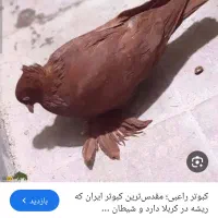 رواعب یا راعبی پیدا شده