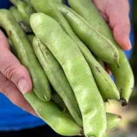 فروش باقالی محلی