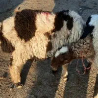 بره. گوسفند