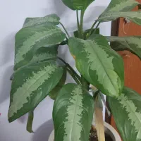 آگولنما هندوانه ای|گل و گیاه طبیعی|مهدی شهر, |دیوار