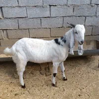 پازن پاکستانی