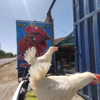 مرغ سفید دم تخم (پولت)