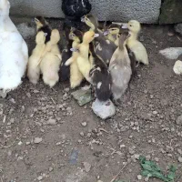 جوجه اردک اسرائیلی