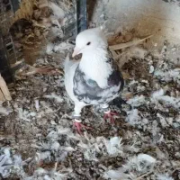 طوقی نر|پرنده|شادگان, |دیوار