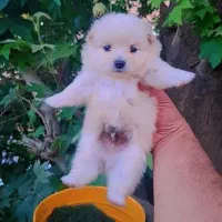 سگ جیبی فقط ۵۵۰۰