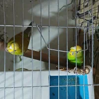 مرغ عشق زیبا|پرنده|سنندج, |دیوار