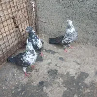 کفتر تهرانی