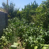 باغ لوکیشن خاص معاوضه با بالاتر|فروش خانه و ویلا|مشهد, کارده|دیوار