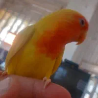 فروش برزیلی فول دسی بامزه|پرنده|داراب, |دیوار