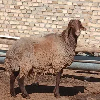 قورچ هترو افشاری صددرصدخالص
