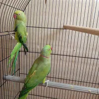 طوطی ملنگو|پرنده|قم, پردیسان|دیوار