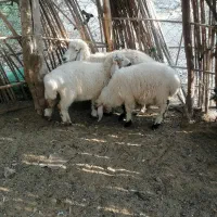 فروش‌ میش جوان بادوتابره نر