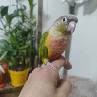 طوطی گرینچیک