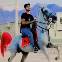 اسب نریون سواری دار