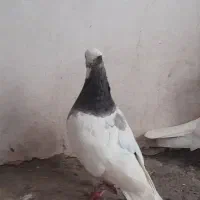 کبوتر طوقی رفتنی