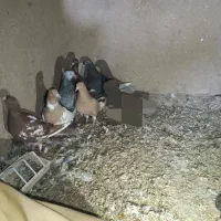 یهودی|پرنده|آشخانه, |دیوار