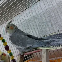 عروس هلندی نر|پرنده|مشهد, قائم|دیوار