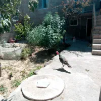 بوقلمون