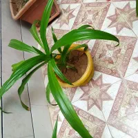 گل اشک ملکه