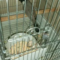 جوجه بزرگ شده سخن گو معاوضه با کفتر سفید کاکلی