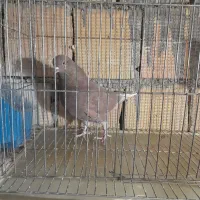 کفتر پرشی|پرنده|گلپایگان, |دیوار