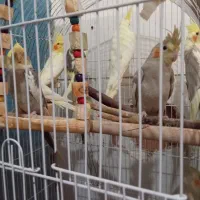 عروس هلندی مولد