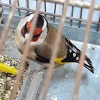 سهره چند ماه قفس بخون|پرنده|اردبیل, |دیوار