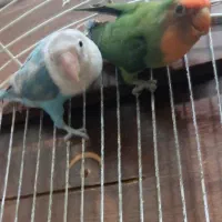 طوطی برزیلی