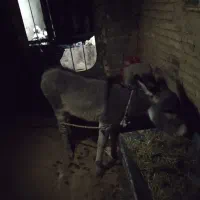 روستای کلواری|حیوانات مزرعه|منج, |دیوار