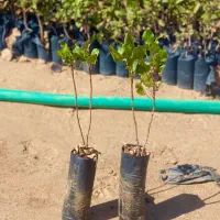 نهالستان پسته برکت|گل و گیاه طبیعی|کرمان, |دیوار